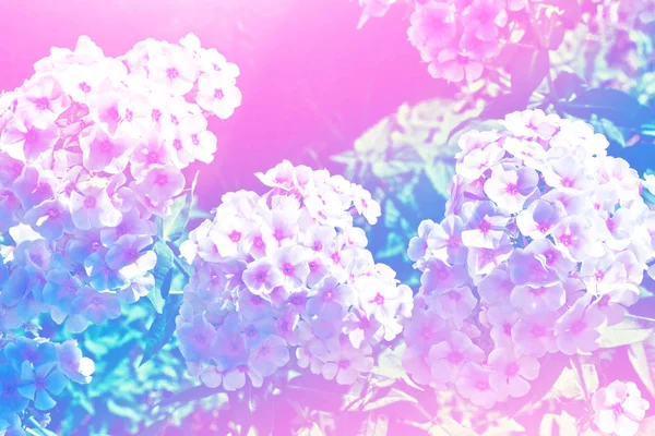 Sonbahar manzara bir arka plan üzerinde renkli phlox çiçekler