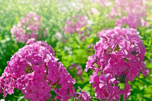 Kolorowe kwiaty Floks na tle jesiennego krajobrazu — Zdjęcie stockowe
