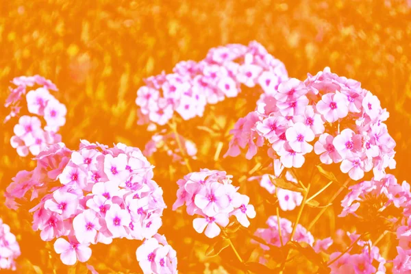 Sonbahar manzara bir arka plan üzerinde renkli phlox çiçekler — Stok fotoğraf