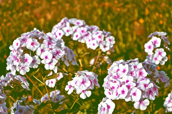 Красочные цветки флокса на фоне осеннего пейзажа — стоковое фото