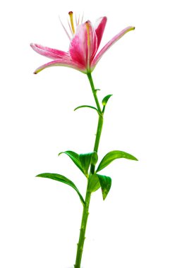 Beyaz arka plan üzerinde izole parlak lily çiçek.