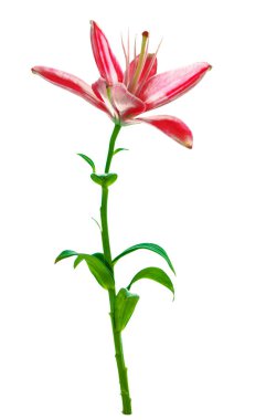 Beyaz arka plan üzerinde izole parlak lily çiçek.