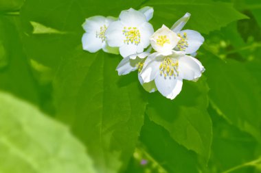 Yasemin şube hassas bahar çiçekleri beyaz