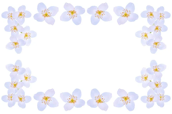 Rama de flores de jazmín aisladas sobre fondo blanco . — Foto de Stock