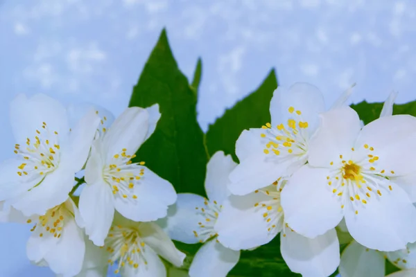 Fehér jázmin a fióktelep finom tavaszi virágok — Stock Fotó