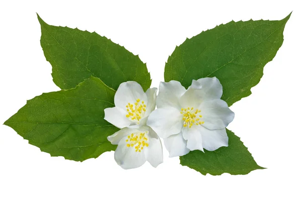 Yasemin çiçekleri beyaz zemin üzerine izole Şubesi재 스민 꽃 흰색 배경에 고립의 지점. — 스톡 사진