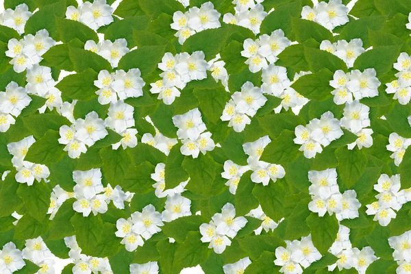 Natural floral background. jasmine flowers — Stock Photo, Image