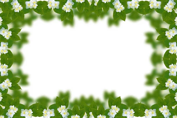 Yasemin çiçekleri beyaz zemin üzerine izole Şubesi재 스민 꽃 흰색 배경에 고립의 지점. — 스톡 사진