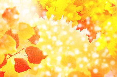 sonbahar manzara parlak renkli yeşillik ile. Pastırma yazı.