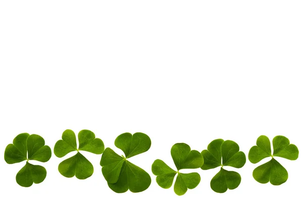 Green clover leaves isolated on white background. St.Patrick 's — Stock Photo, Image