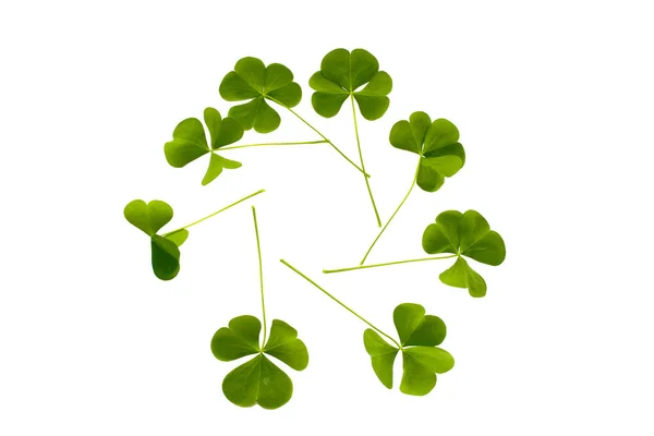 Green clover leaves isolated on white background. St.Patrick 's — Stock Photo, Image