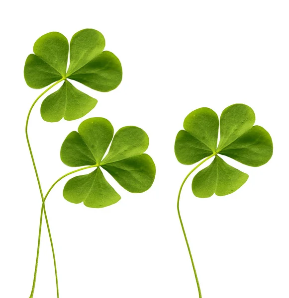 Zielona koniczyna liść na białym tle na białym tle. St.Patrick 's — Zdjęcie stockowe