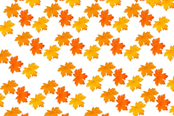 Leuchtend bunte Herbstblätter — Stockfoto