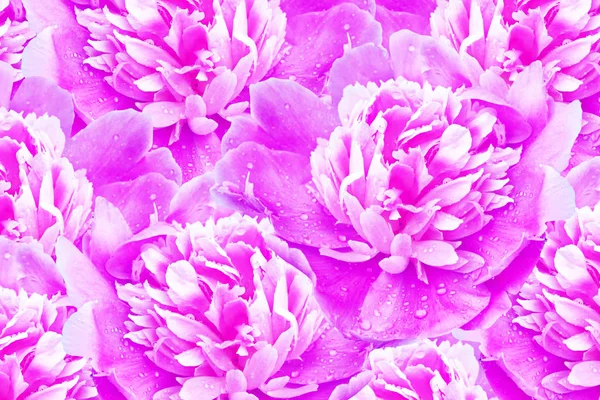 Helle bunte Blumen Pfingstrosen — Stockfoto