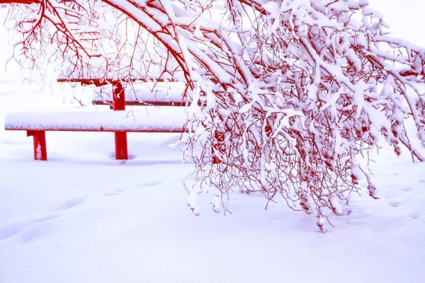 冰雪覆盖的冬季森林. — 图库照片