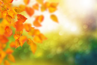 sonbahar manzara parlak renkli yeşillik ile. Pastırma yazı.