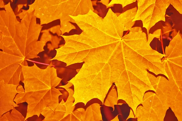 Herbstlandschaft mit leuchtend buntem Laub. Indischer Sommer. — Stockfoto