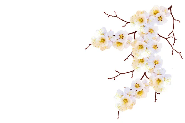 Kwitnąca gałąź wiśni odizolowana na białym tle. — Zdjęcie stockowe