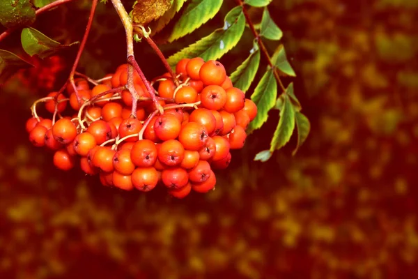 Bayas de Rowan, Sorbus aucuparia, fresno de montaña de árbol . — Foto de Stock