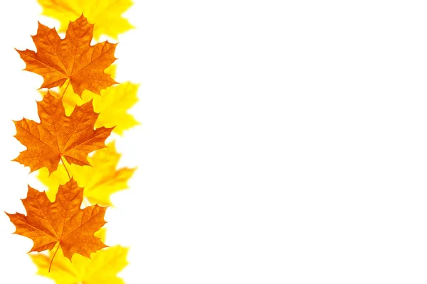 Яскраве барвисте осіннє листя — стокове фото