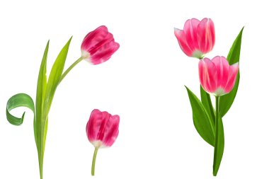 bahar çiçekleri laleler 