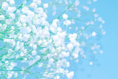 Parlak papatya çiçekleri doğal çiçek arka plan