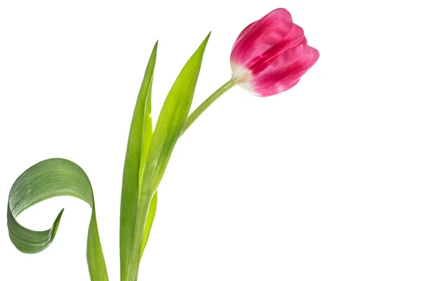 Vårblommor tulpaner — Stockfoto