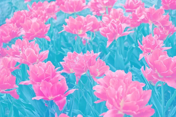 明亮多彩的花朵郁金香 — 图库照片