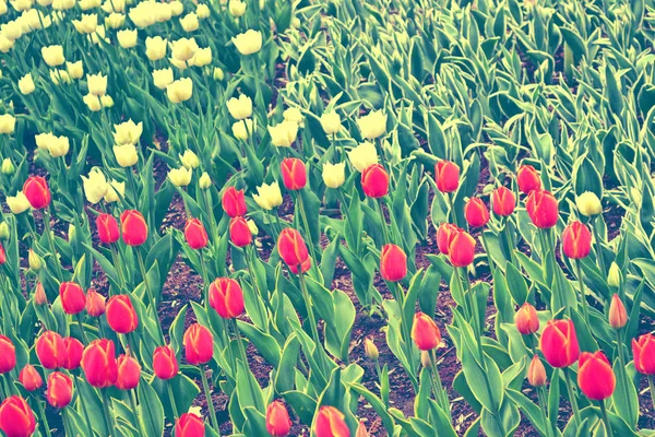 Helle und bunte Blumen Tulpe — Stockfoto