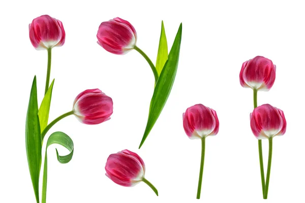 ดอกไม้ฤดูใบไม้ผลิ ดอกทิวลิป — ภาพถ่ายสต็อก