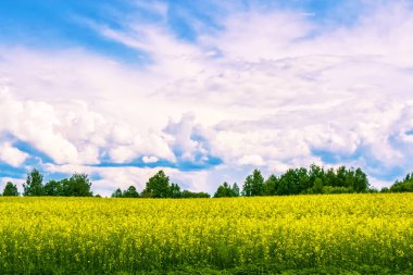 Parlak sarı kolza çiçekleri ile Alan