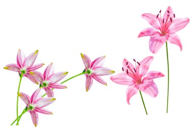 Beyaz arka plan üzerinde izole parlak lily çiçek.