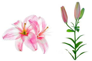 Beyaz arka plan üzerinde izole parlak lily çiçek.