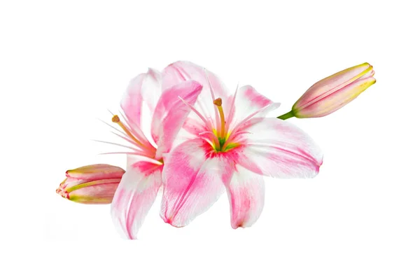 Bright lily flowers isolated on white background. — Stock Photo, Image