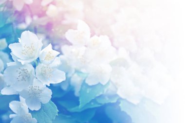 Yasemin şube hassas bahar çiçekleri beyaz