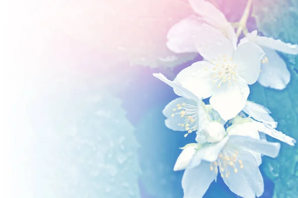 Biały jaśmin oddział delikatnych wiosennych kwiatów — Zdjęcie stockowe
