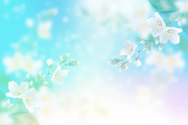 ホワイト ジャスミン支店繊細な春の花 — ストック写真