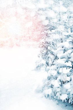  Donmuş orman. Kış manzarası. Karla kaplı ağaçlar