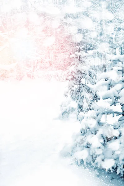  Donmuş orman. Kış manzarası. Karla kaplı ağaçlar