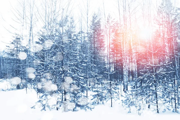 Gefrorener Winterwald mit schneebedeckten Bäumen. — Stockfoto