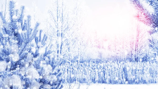 Las w mrozie. Zimowy krajobraz. Drzewa pokryte śniegiem. — Zdjęcie stockowe