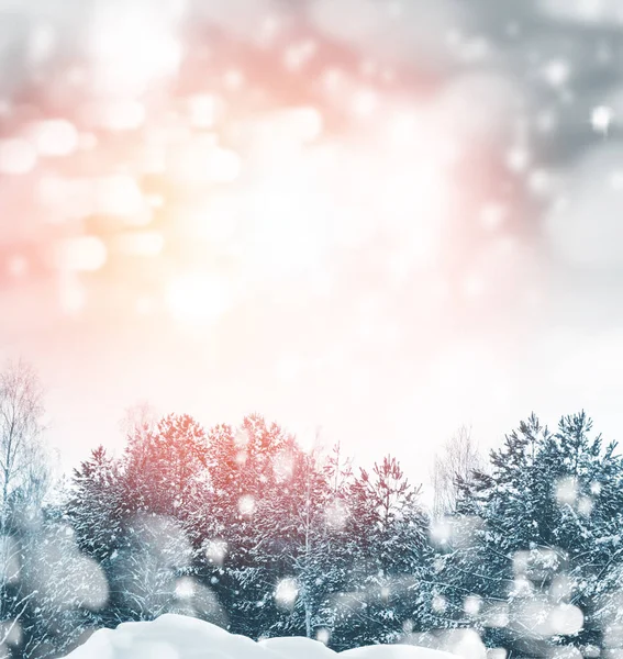 Bosque en la helada. Paisaje invernal. Árboles cubiertos de nieve. — Foto de Stock