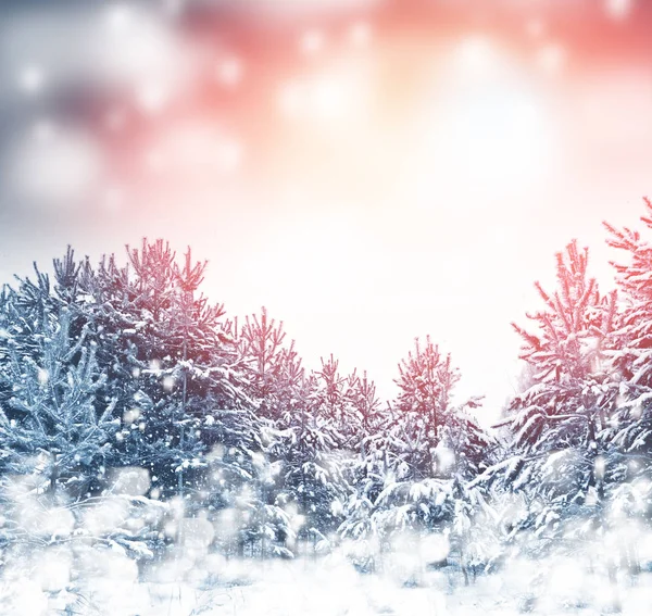 Skog i frosten. Vinterlandskap. Snötäckta träd. — Stockfoto