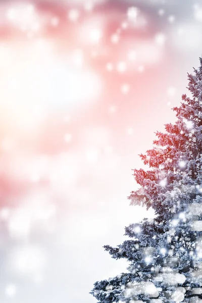 Wald im Frost. Winterlandschaft. Schneebedeckte Bäume. — Stockfoto