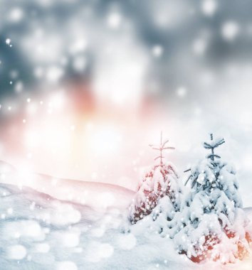  Donmuş orman. Kış manzarası. Karla kaplı ağaçlar. 