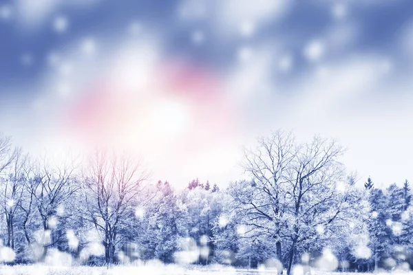 Bosque en la helada. Paisaje invernal. Árboles cubiertos de nieve. —  Fotos de Stock