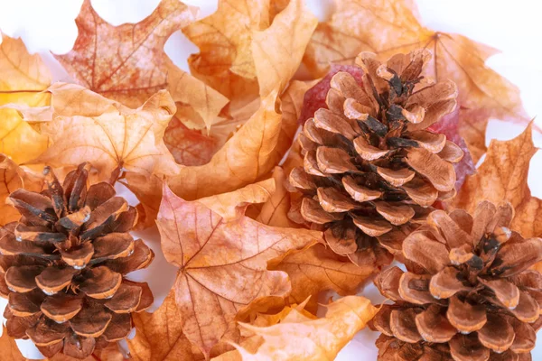 Barevné podzimní pozadí listů a jehličnatých hlávek — Stock fotografie