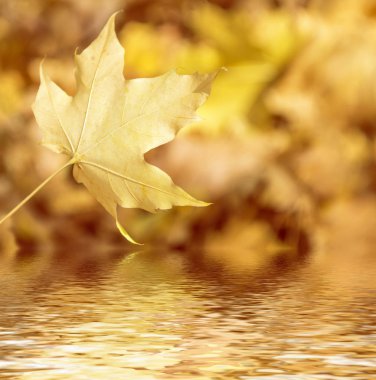 sonbahar manzara parlak renkli yeşillik ile. Pastırma yazı.