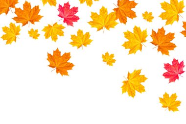 parlak renkli sonbahar yaprakları