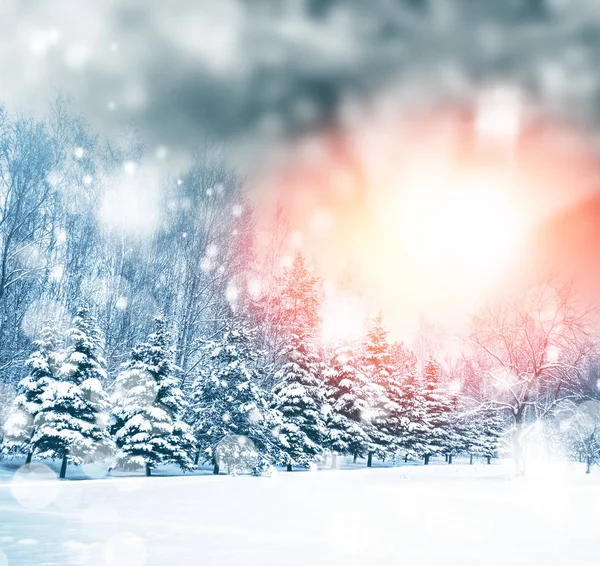 Bosque de invierno congelado con árboles cubiertos de nieve. —  Fotos de Stock